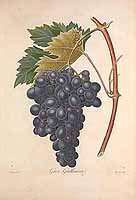  no thumbnail available