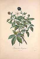  no thumbnail available