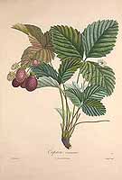  no thumbnail available