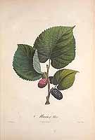  no thumbnail available