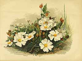  no thumbnail available