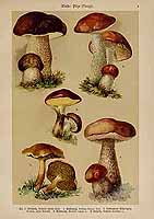  no thumbnail available