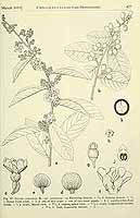  no thumbnail available