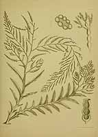  no thumbnail available