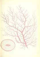  no thumbnail available