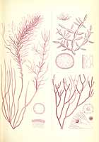  no thumbnail available