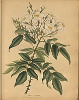  no thumbnail available