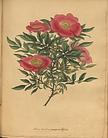  no thumbnail available