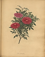  no thumbnail available