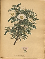  no thumbnail available