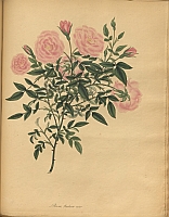  no thumbnail available