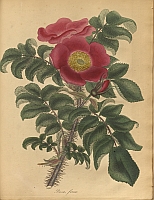  no thumbnail available