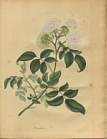  no thumbnail available