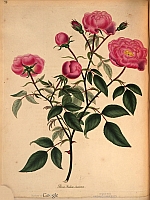  no thumbnail available