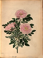  no thumbnail available