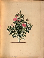  no thumbnail available