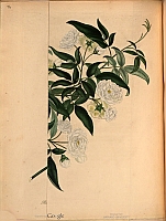  no thumbnail available