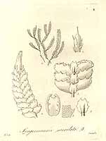  no thumbnail available