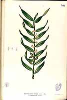  no thumbnail available