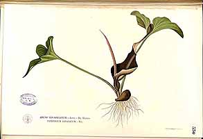  no thumbnail available