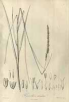  no thumbnail available