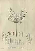  no thumbnail available