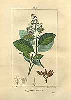  no thumbnail available