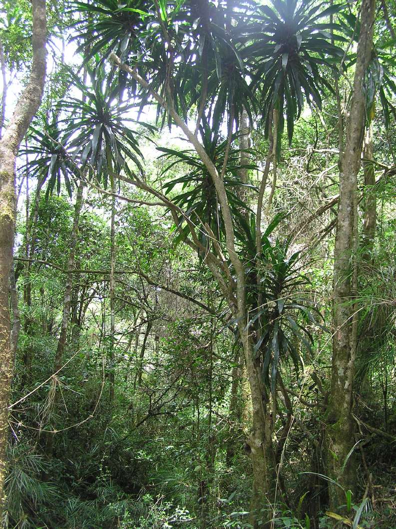 no HD illustration available