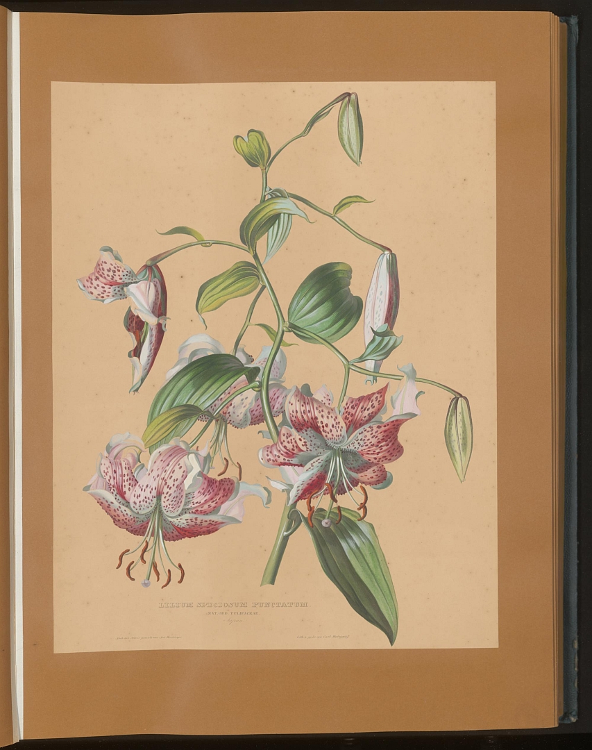 no HD illustration available