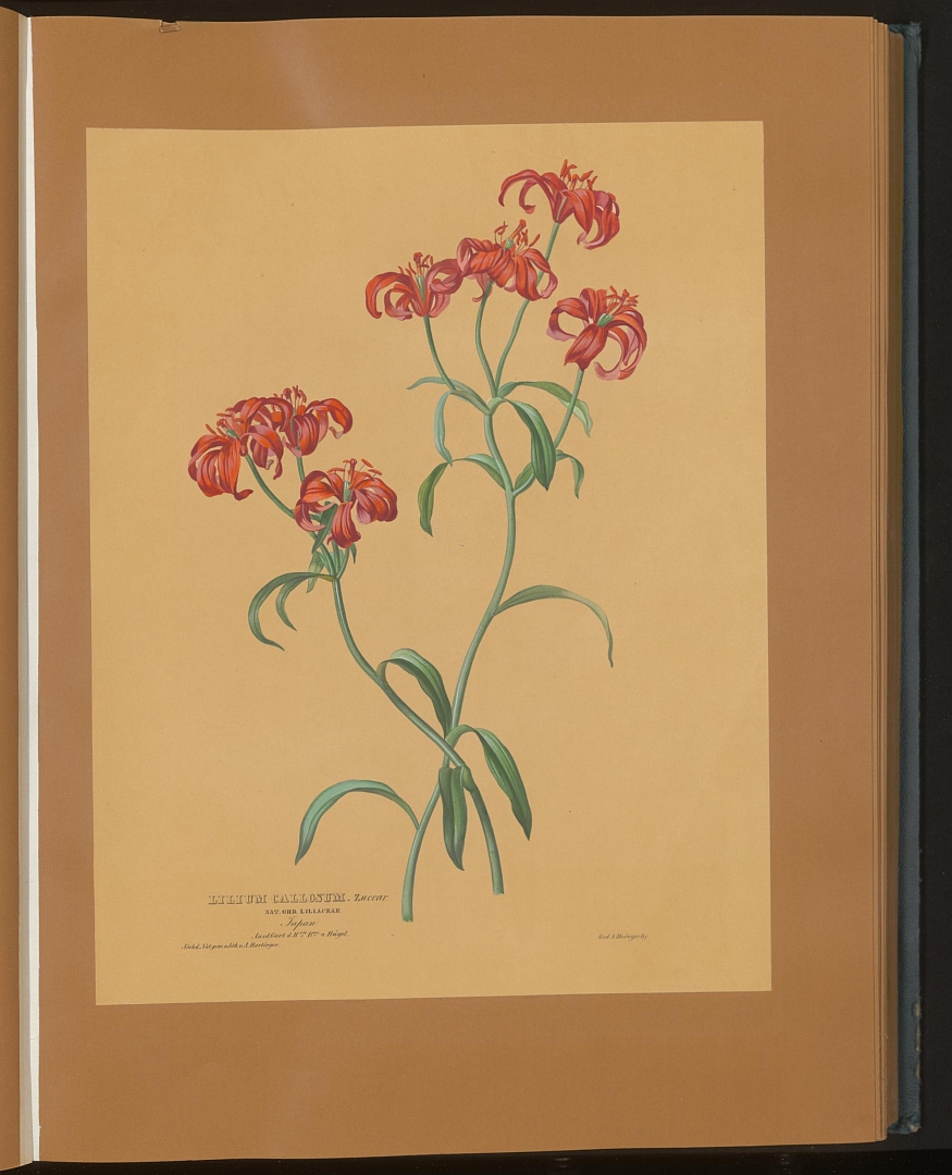 no HD illustration available