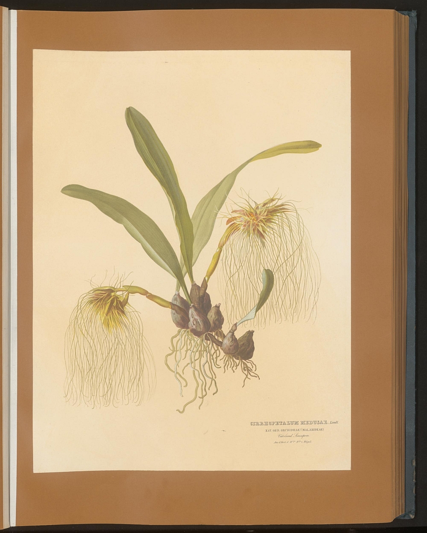 no HD illustration available