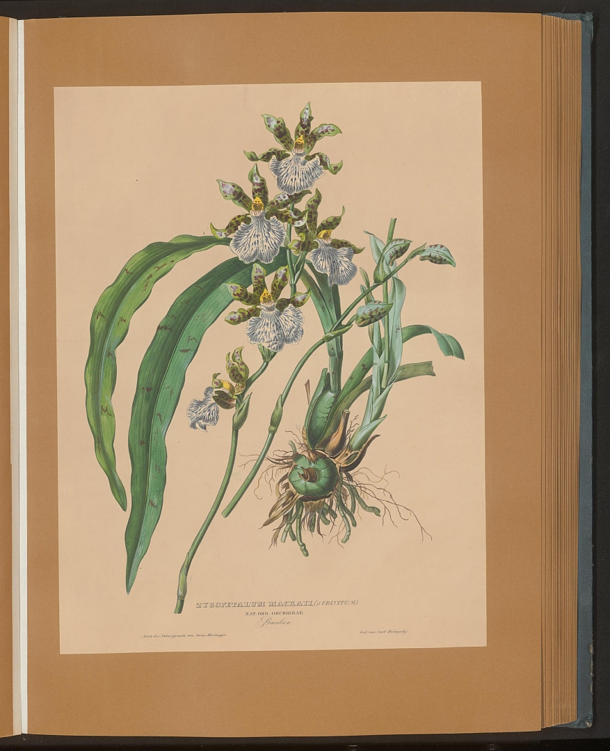 no HD illustration available