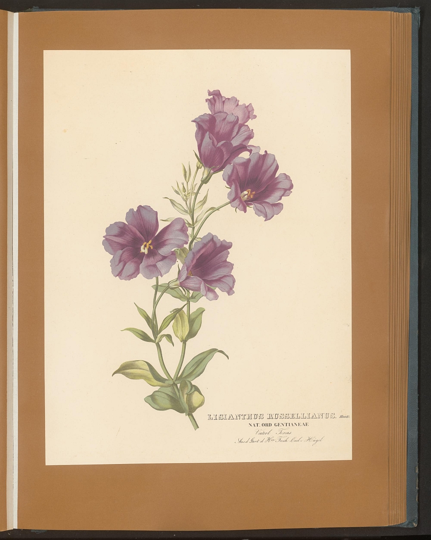 no HD illustration available