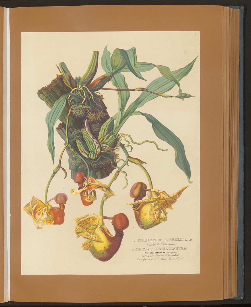 no HD illustration available