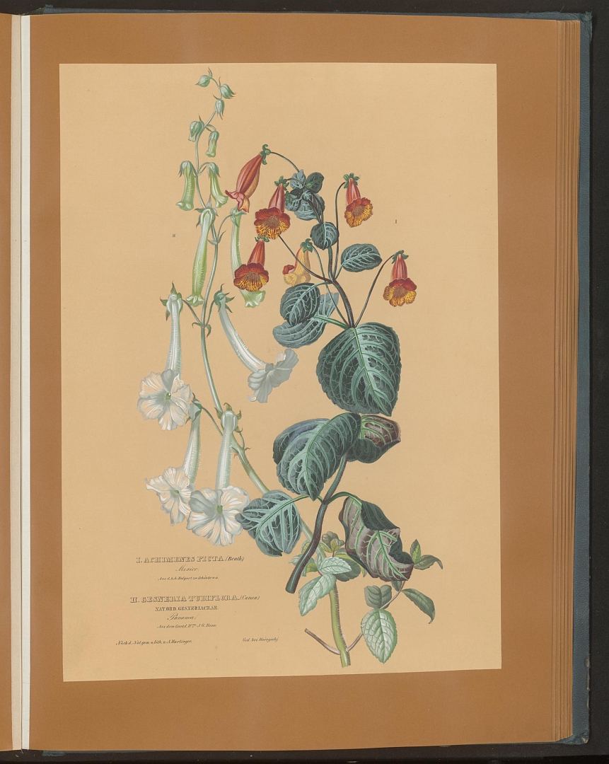 no HD illustration available