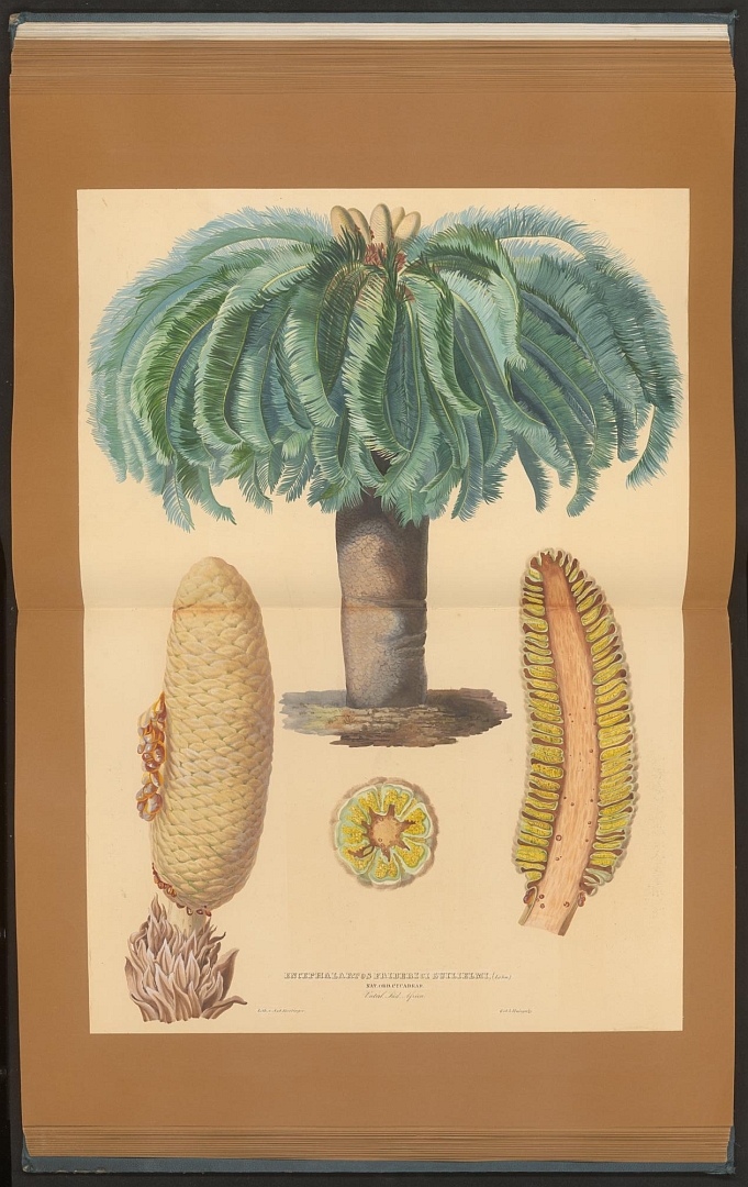 no HD illustration available