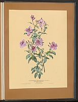  no thumbnail available